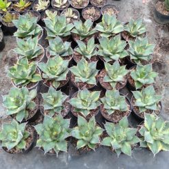 1706. Agave Titanota Banana Peel 25pcs