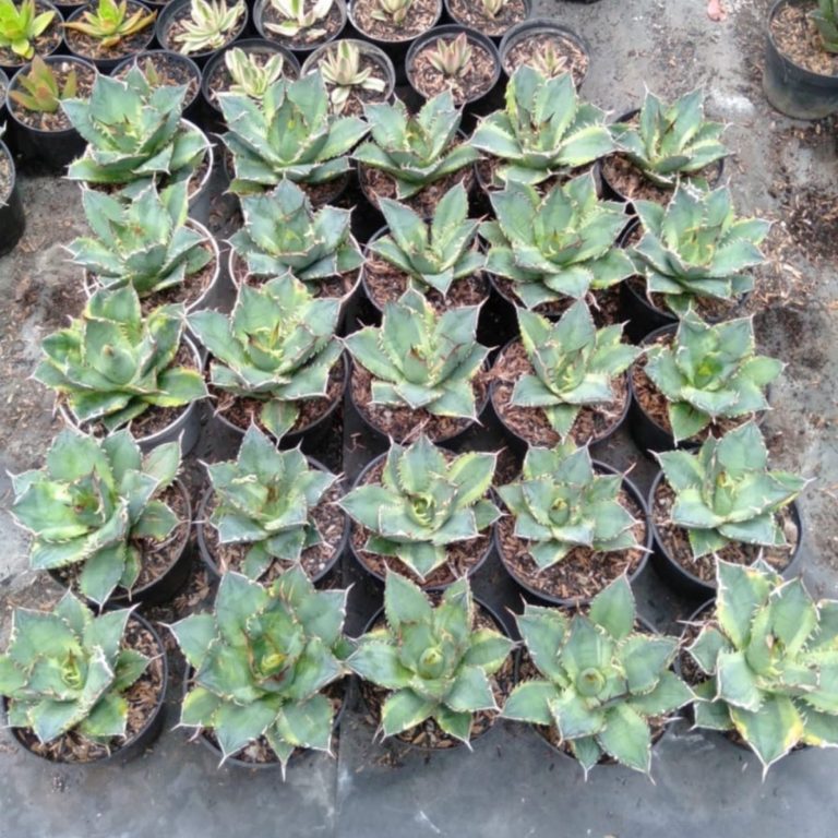 1706. Agave Titanota Banana Peel 25pcs