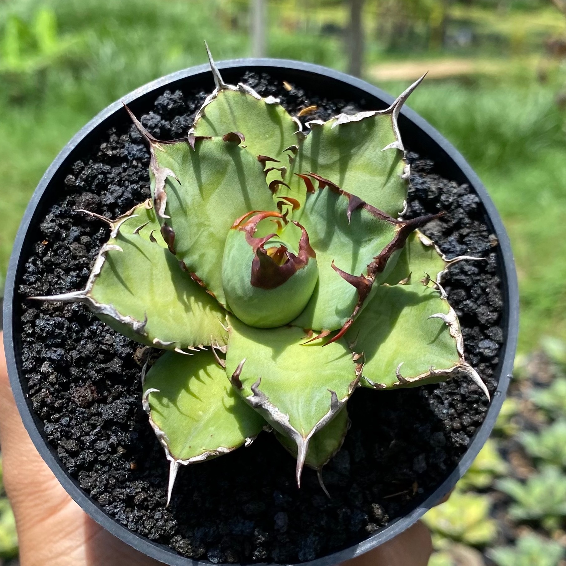 1668. Agave Titanota Beautiful Black Thorn - Image 3