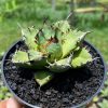 1668. Agave Titanota Beautiful Black Thorn