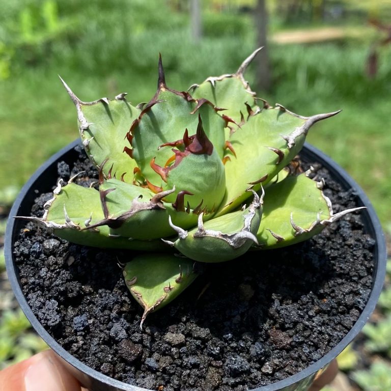 1668. Agave Titanota Beautiful Black Thorn