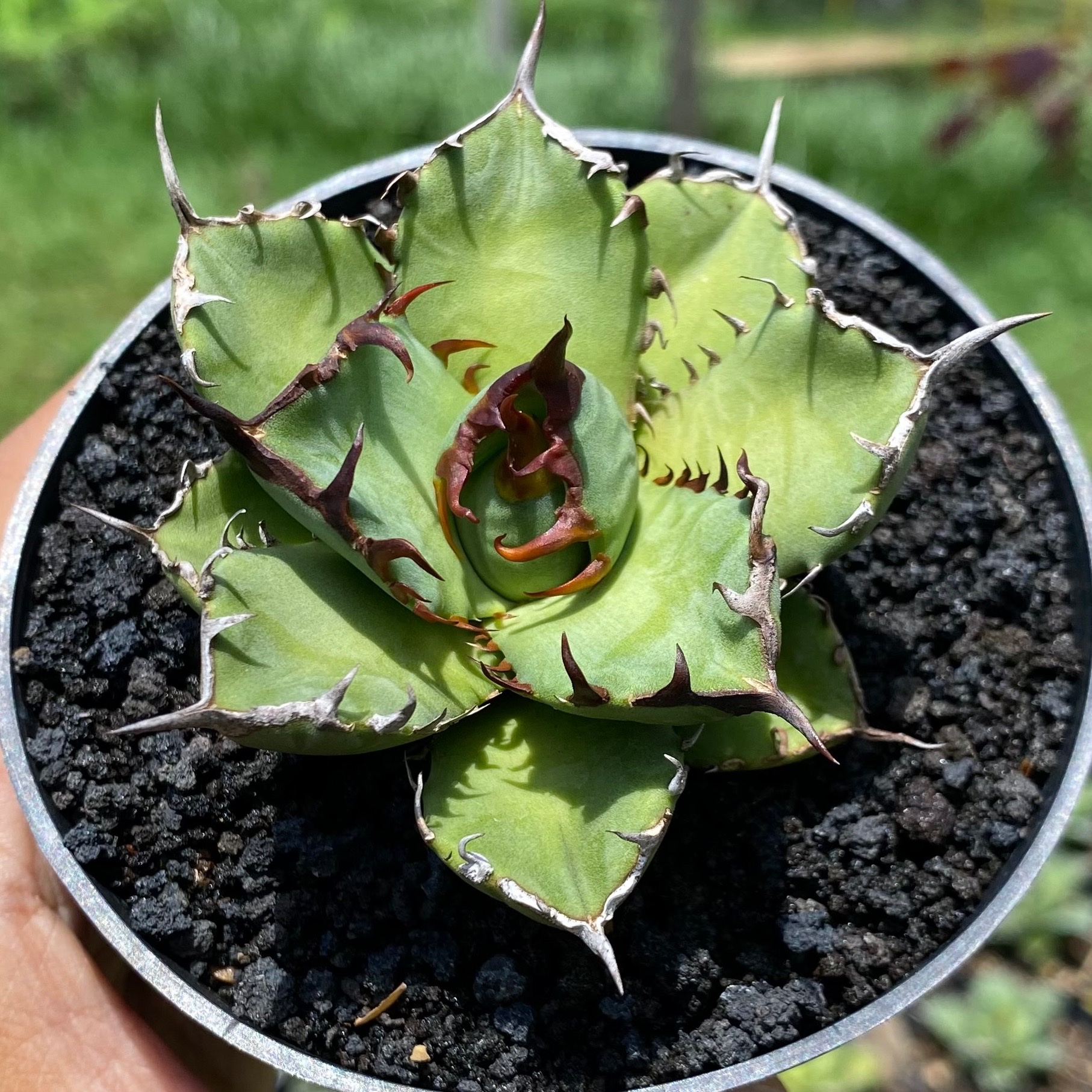 1668. Agave Titanota Beautiful Black Thorn - Image 6