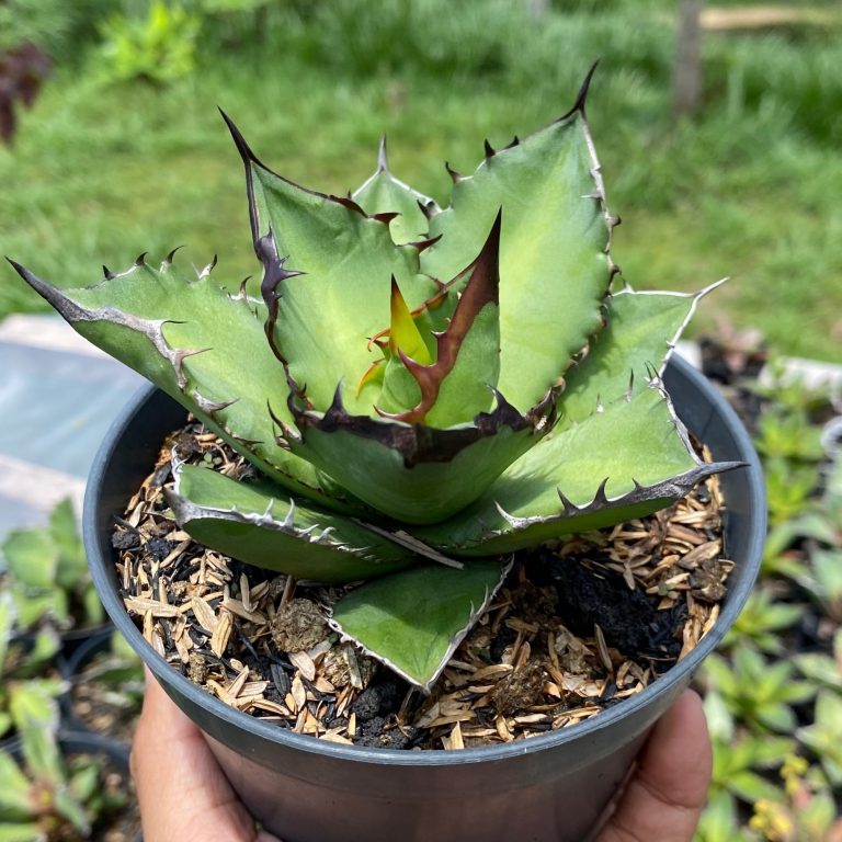 1669. Agave Titanota Black Flame