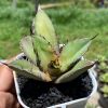 1670. Agave Titanota Black Flame size 10 cm