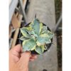 2076. Agave Titanota Blue Diamond