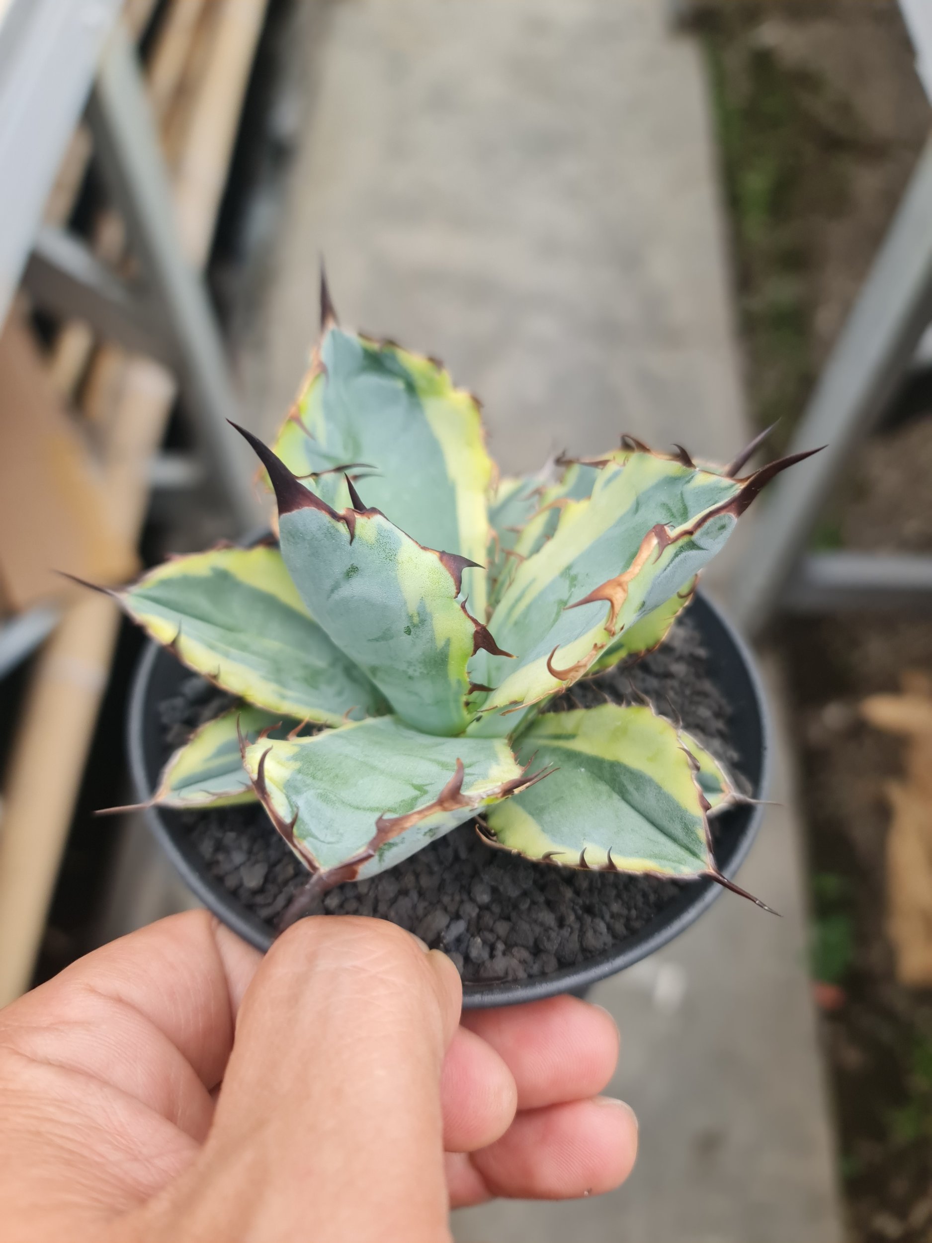 2076. Agave Titanota Blue Diamond - Image 2