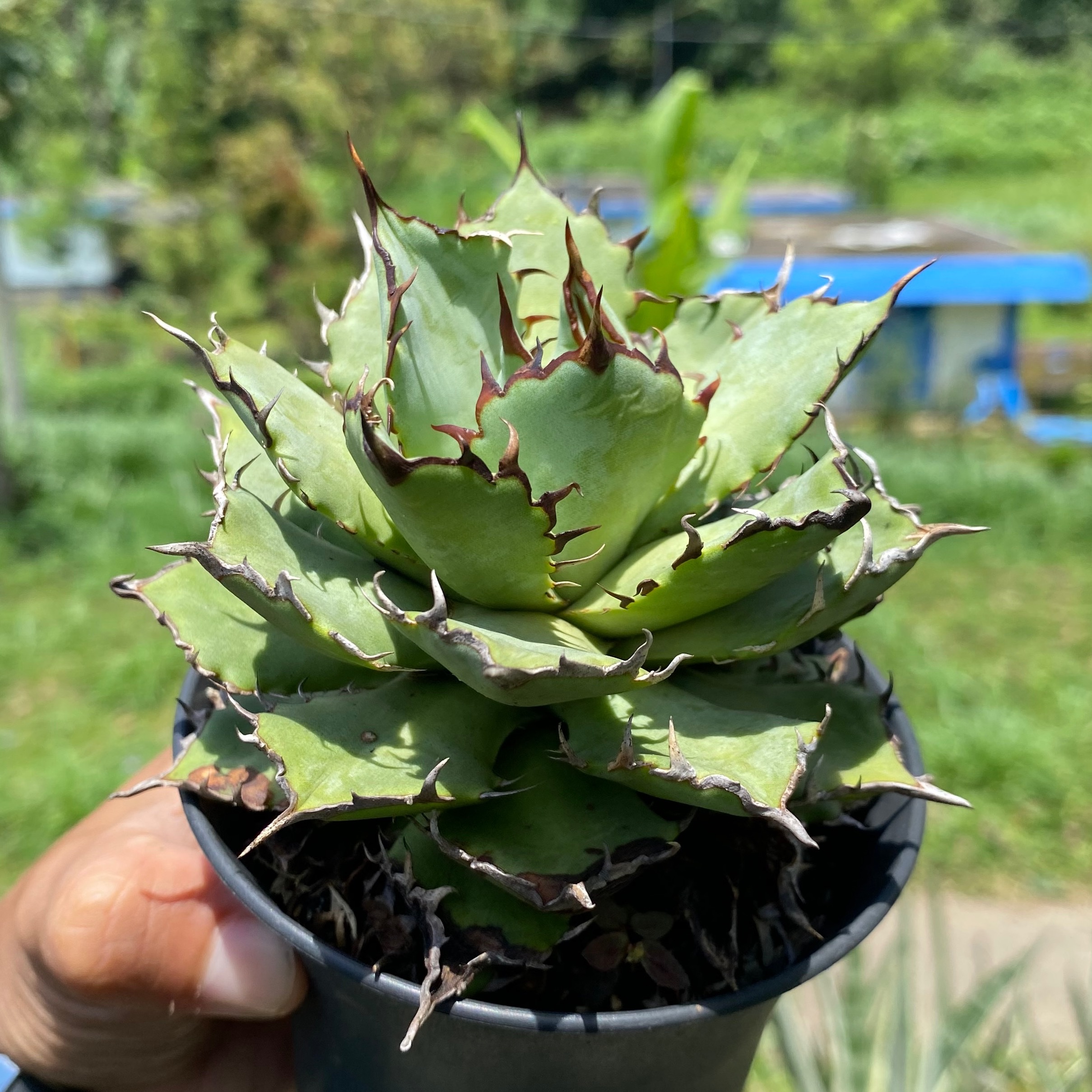 1671. Agave Titanota Filigree - Image 2