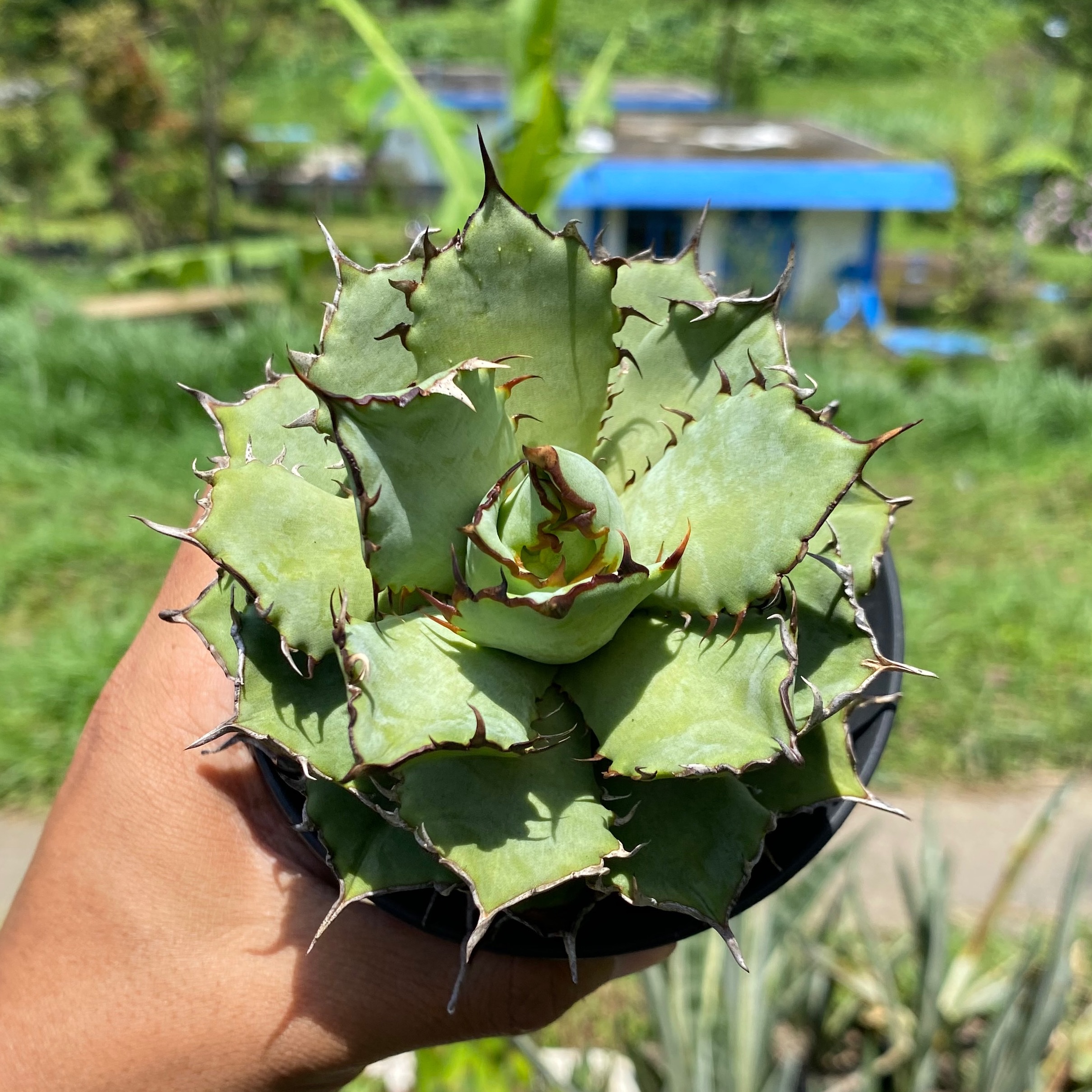 1671. Agave Titanota Filigree - Image 3