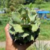 1671. Agave Titanota Filigree