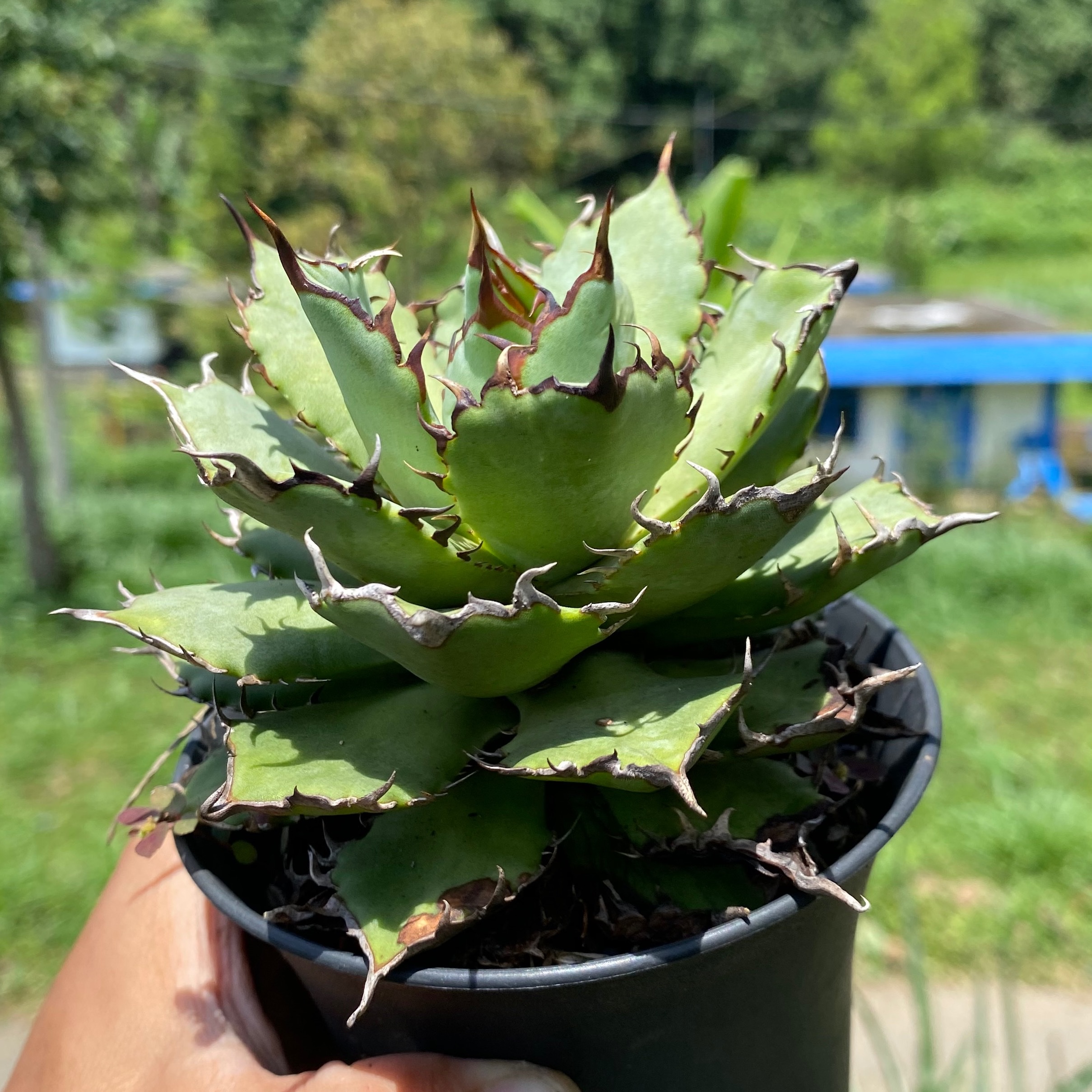 1671. Agave Titanota Filigree - Image 5