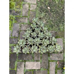1576. Agave Titanota Fo 76 21pcs