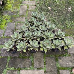 Alternative view of 1576. Agave Titanota Fo 76 21pcs