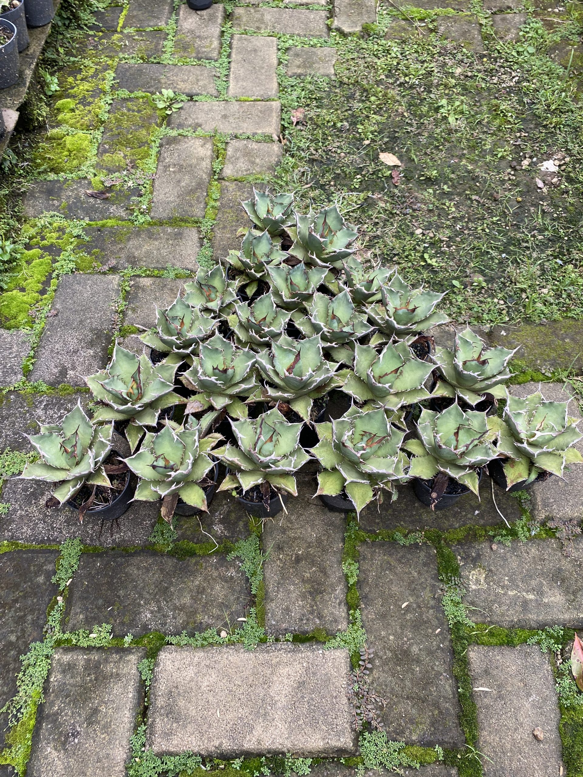 1576. Agave Titanota Fo 76 21pcs - Image 2