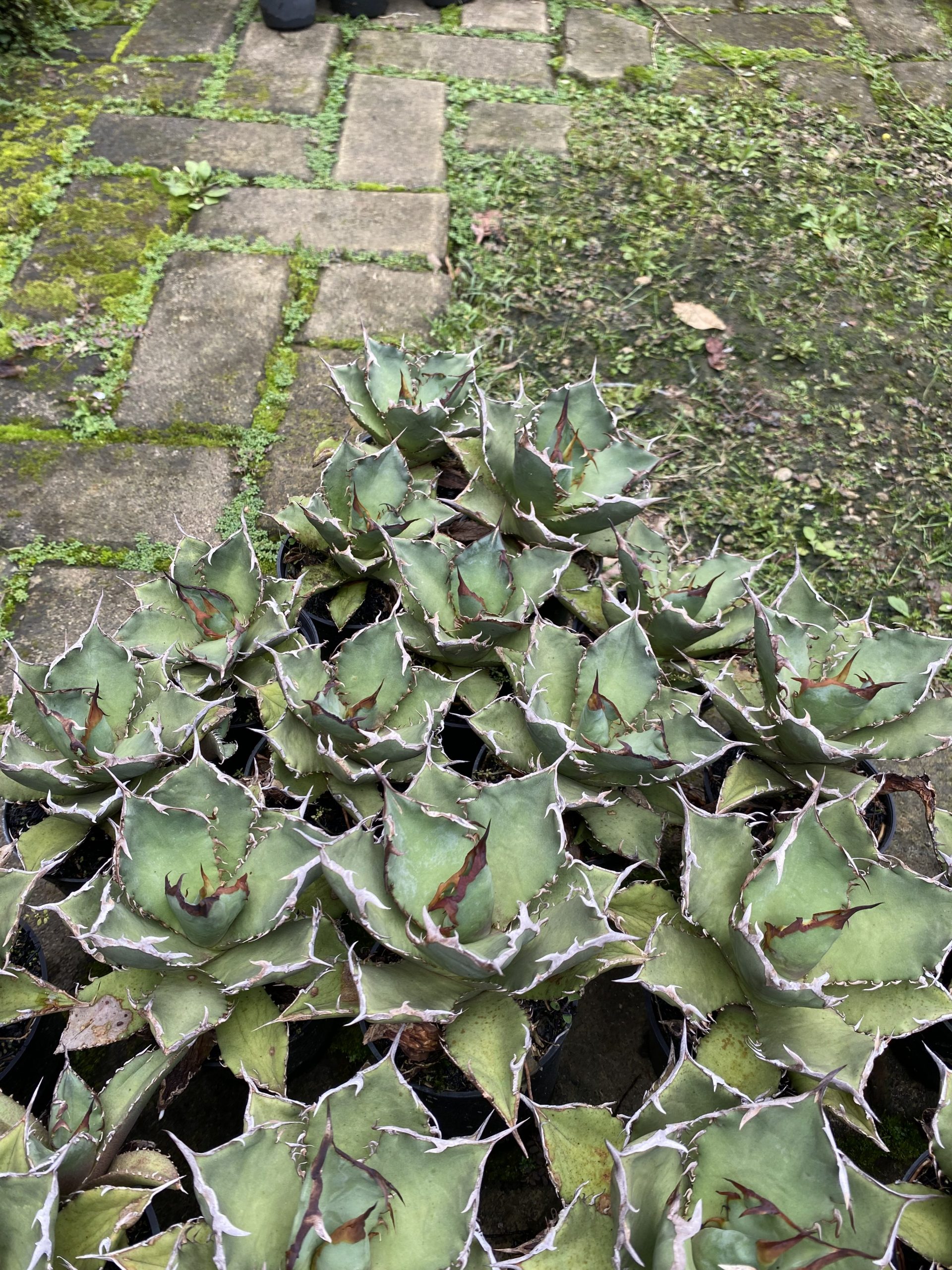 1576. Agave Titanota Fo 76 21pcs - Image 3