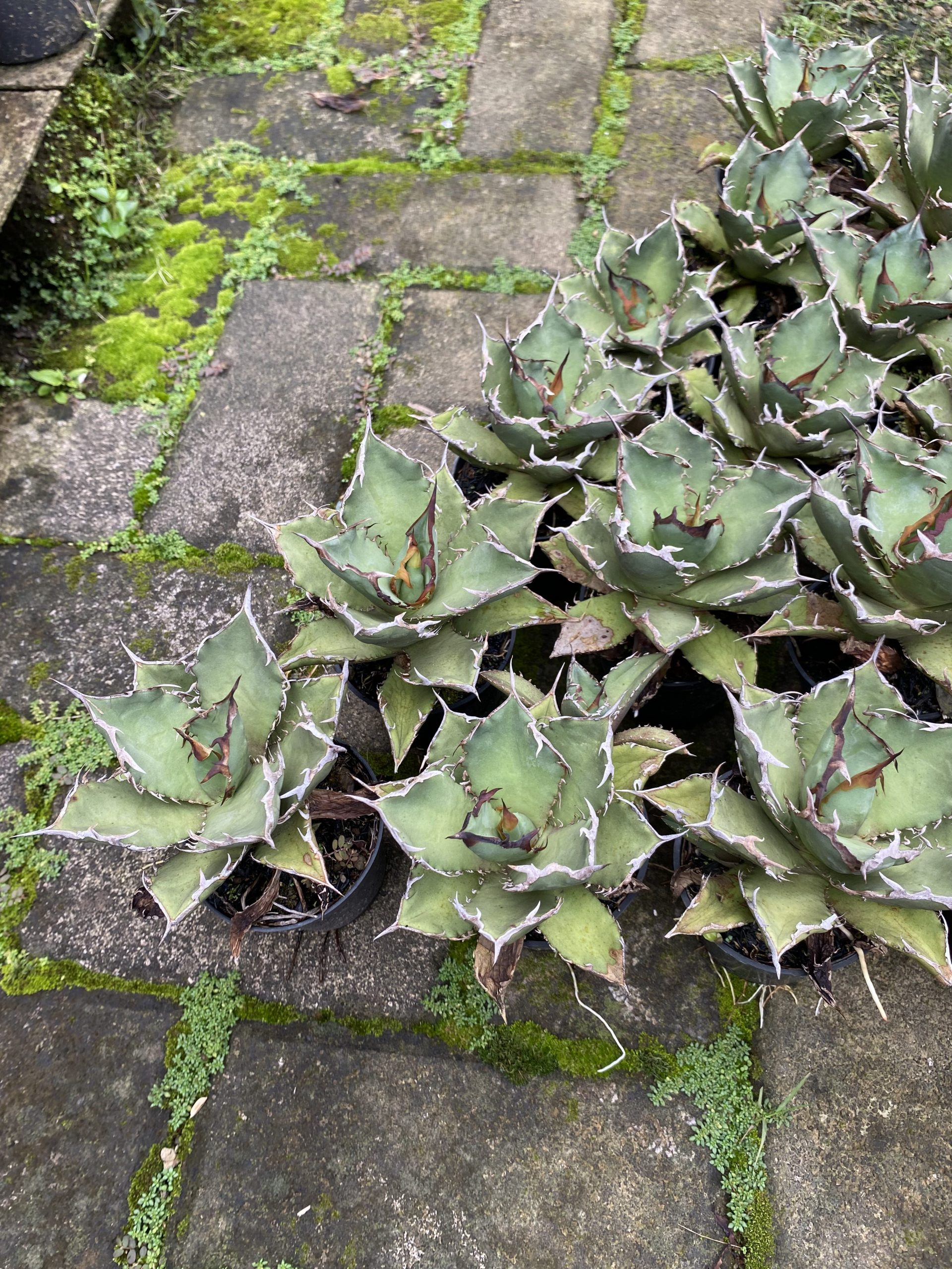 1576. Agave Titanota Fo 76 21pcs - Image 4