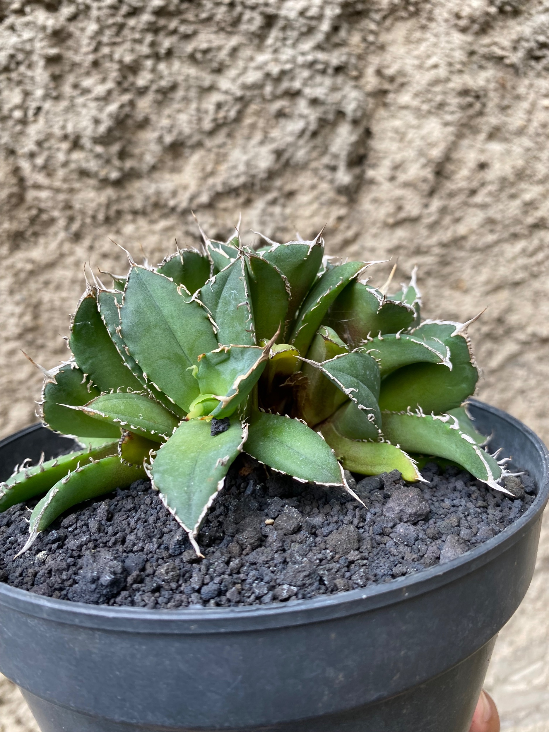 1666. Agave Titanota Fo 76 Cluster - Image 2