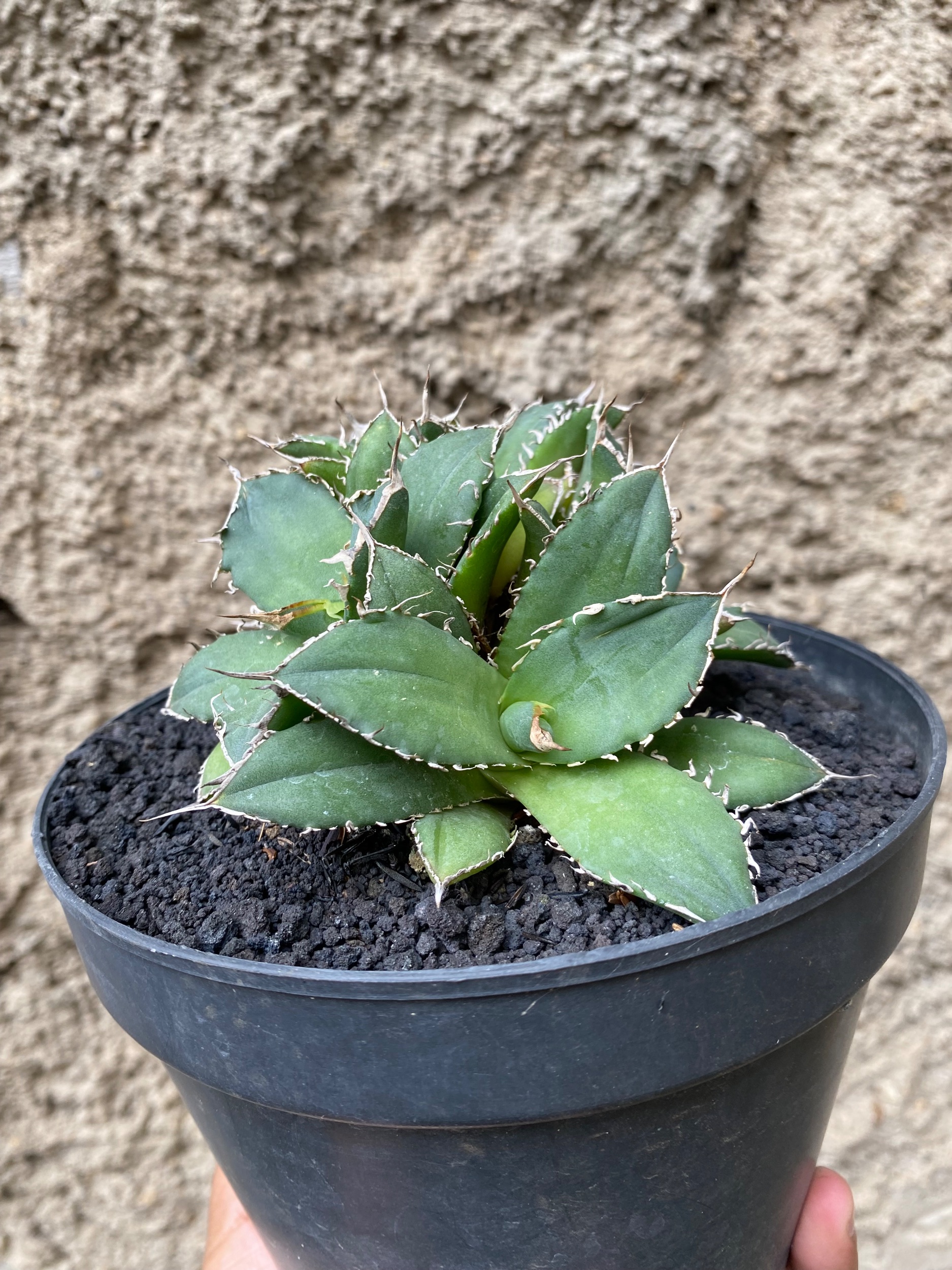 1666. Agave Titanota Fo 76 Cluster - Image 3