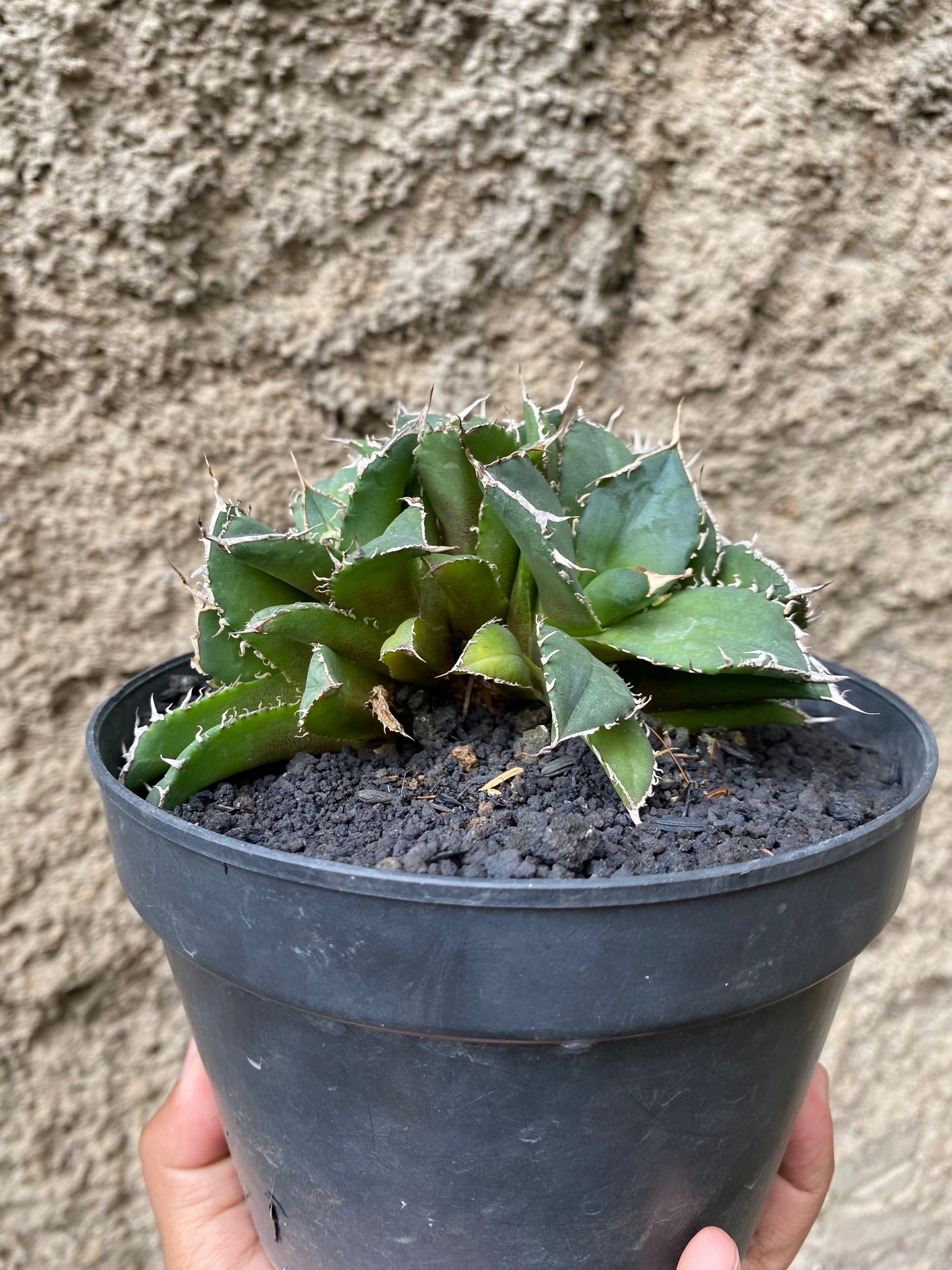 1666. Agave Titanota Fo 76 Cluster - Image 4