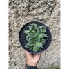1666. Agave Titanota Fo 76 Cluster