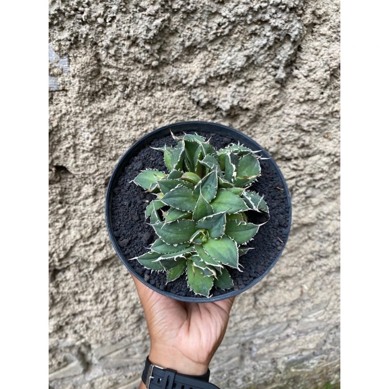 1666. Agave Titanota Fo 76 Cluster