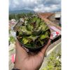 1622. Agave Titanota Kyoto size 10 cm