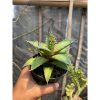 1608. Agave Titanota 'red Catweazle'