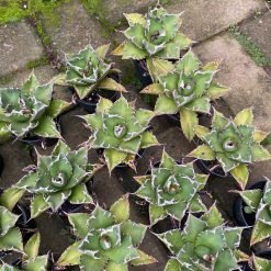 Alternative view of 1578. Agave Titanota Solar 30pcs