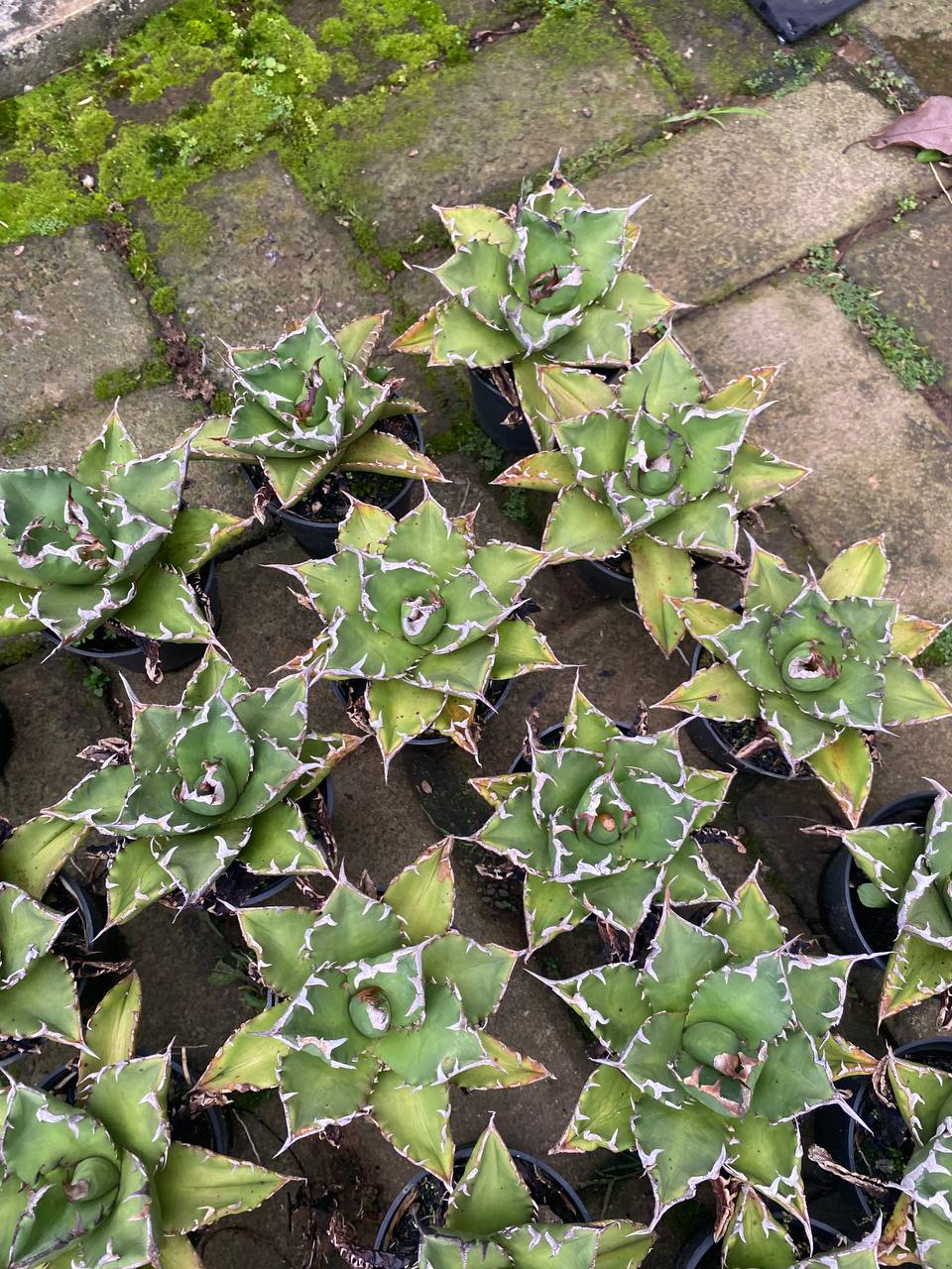 1578. Agave Titanota Solar 30pcs - Image 2