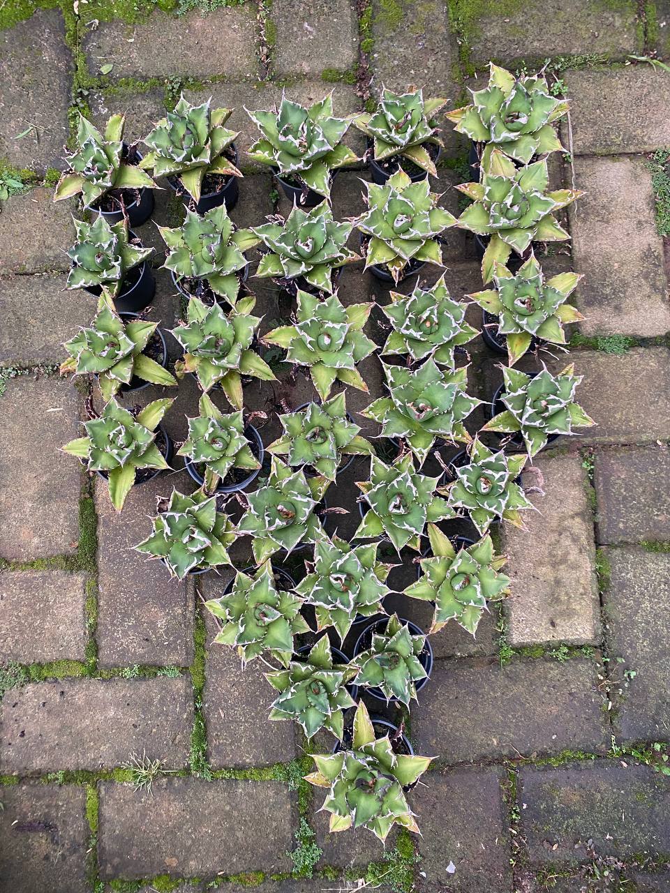 1578. Agave Titanota Solar 30pcs - Image 3