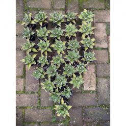 1578. Agave Titanota Solar 30pcs