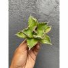 1578. Agave Titanota Solar 30pcs