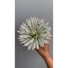1448. Agave Tomeyana Var Bella