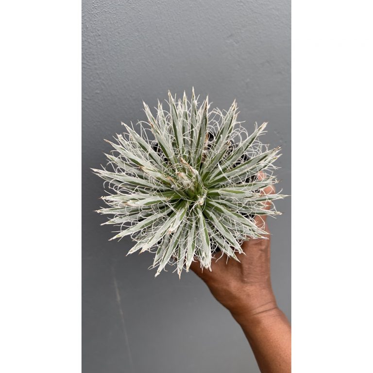 1448. Agave Tomeyana Var Bella
