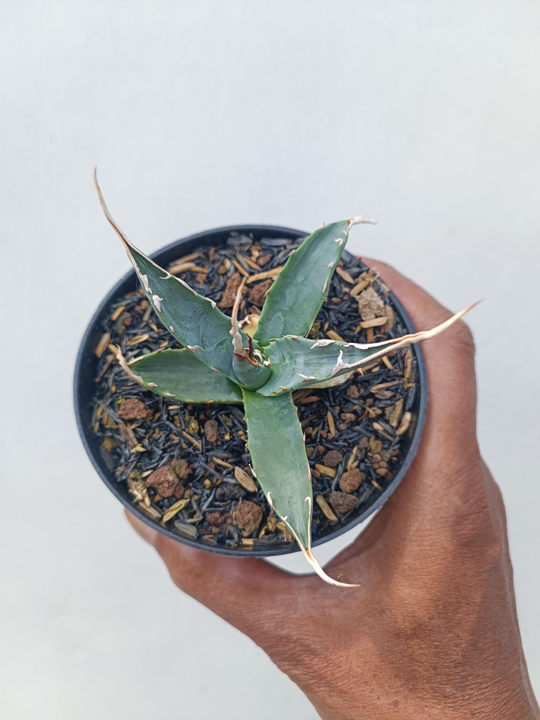 1672. Agave Utahensis - Image 2