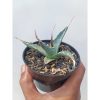 1672. Agave Utahensis