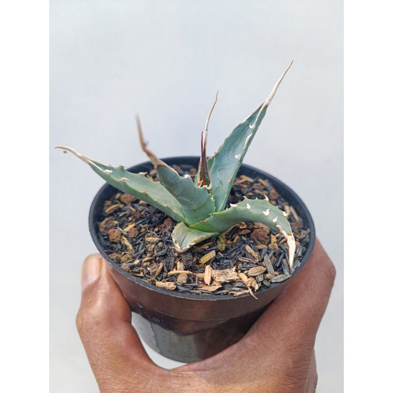 1672. Agave Utahensis