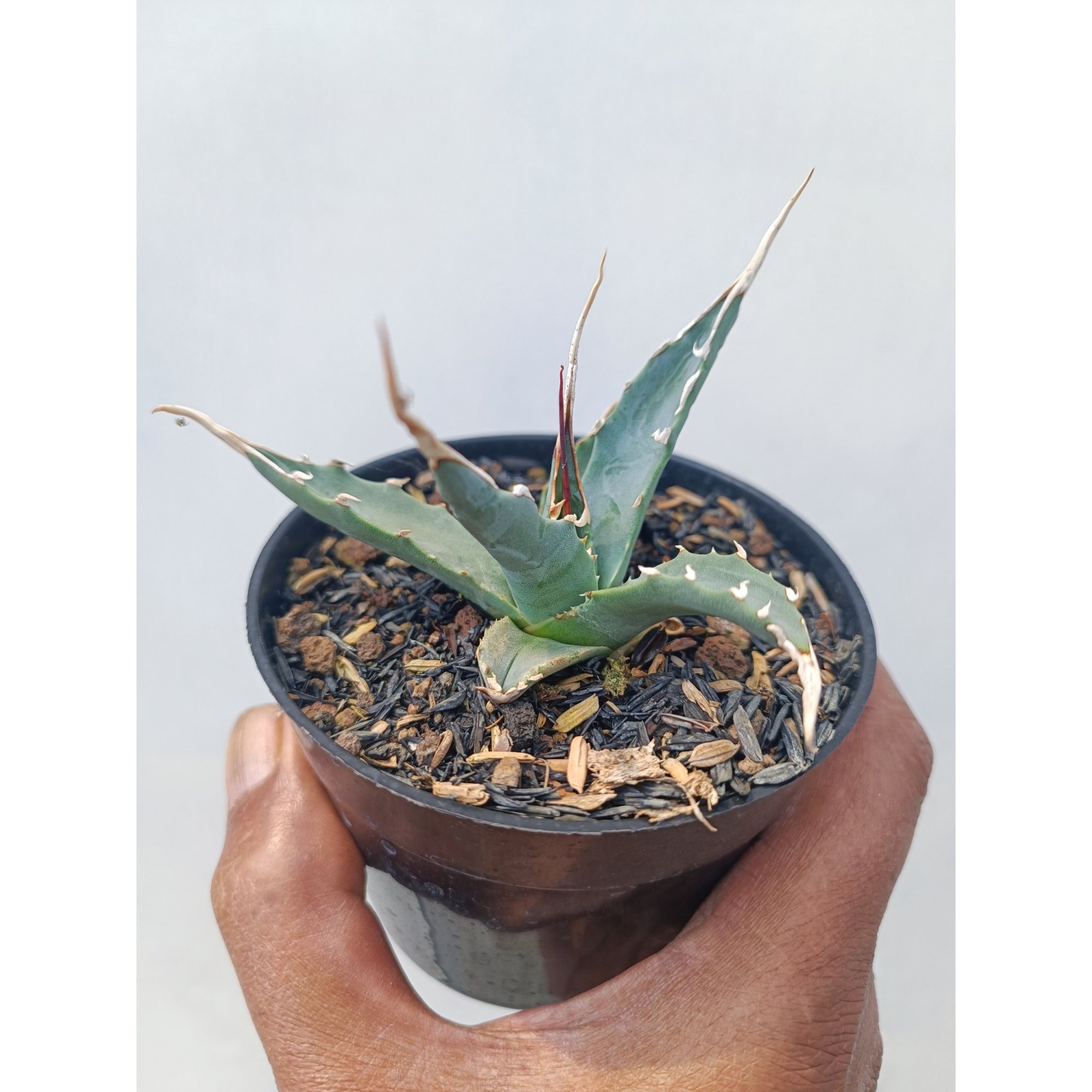 1672. Agave Utahensis