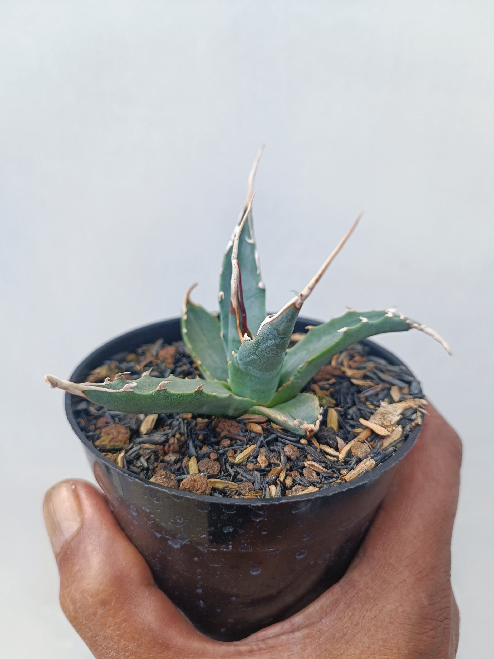 1672. Agave Utahensis - Image 3