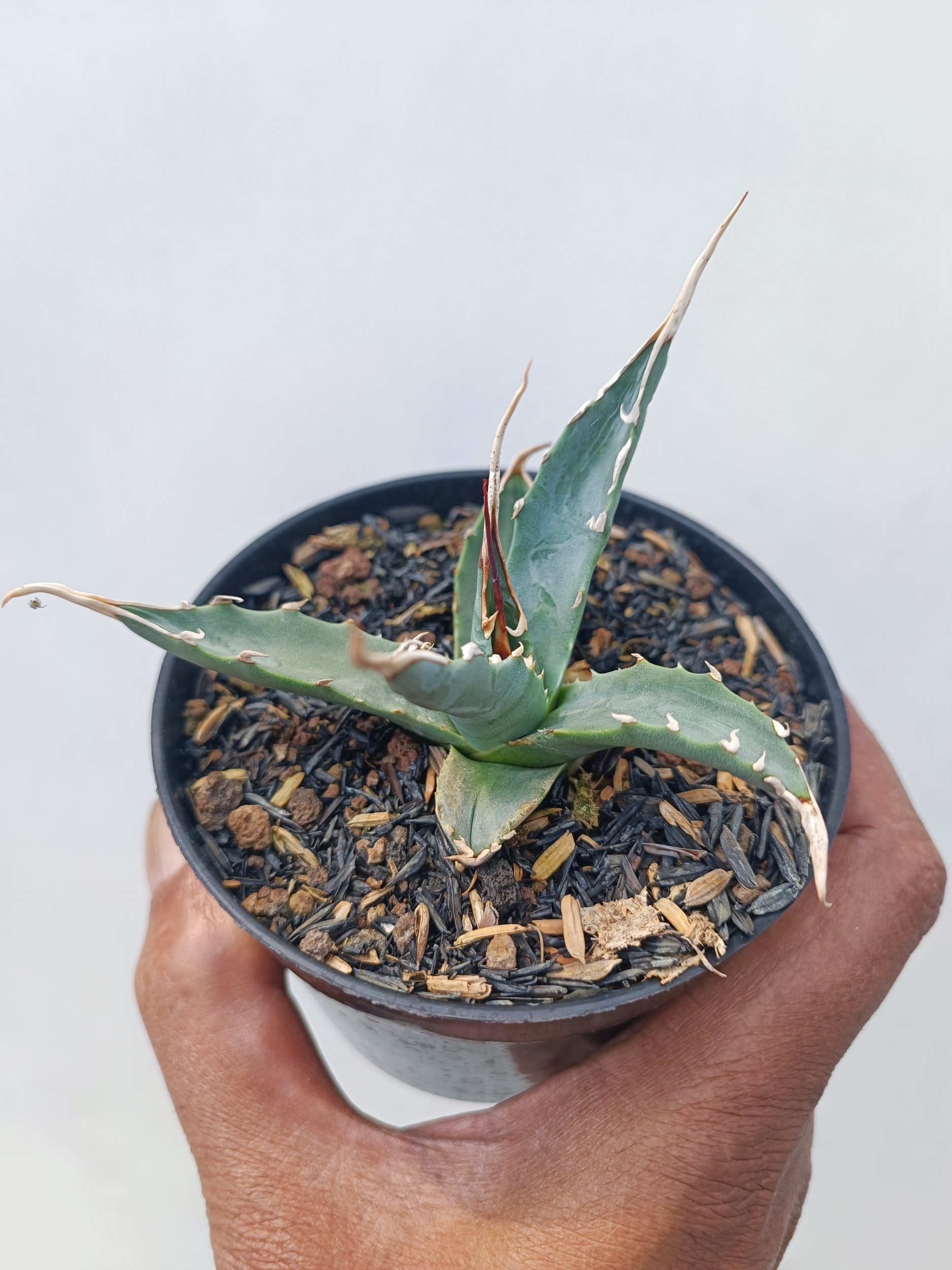 1672. Agave Utahensis - Image 4