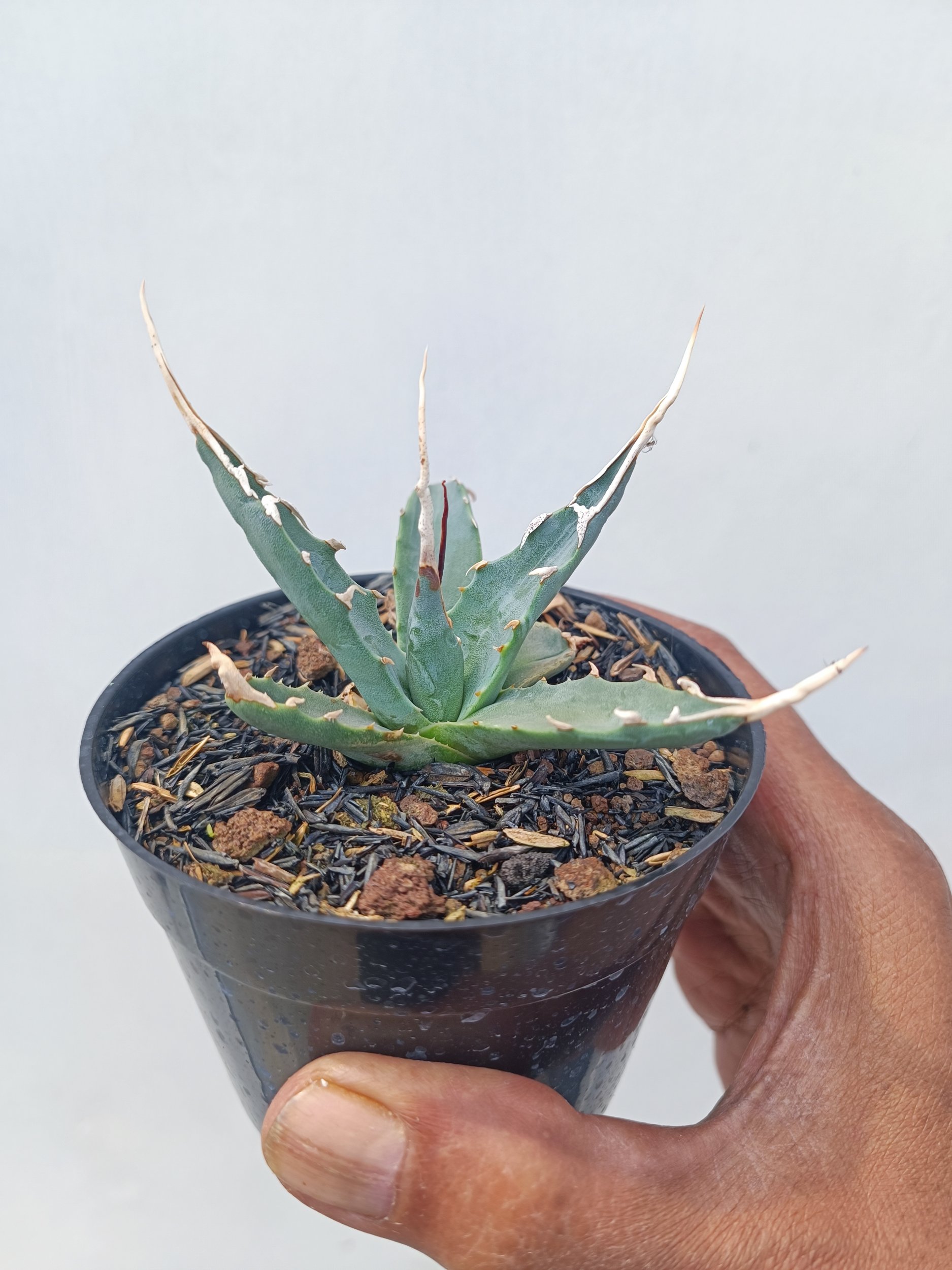1672. Agave Utahensis - Image 5