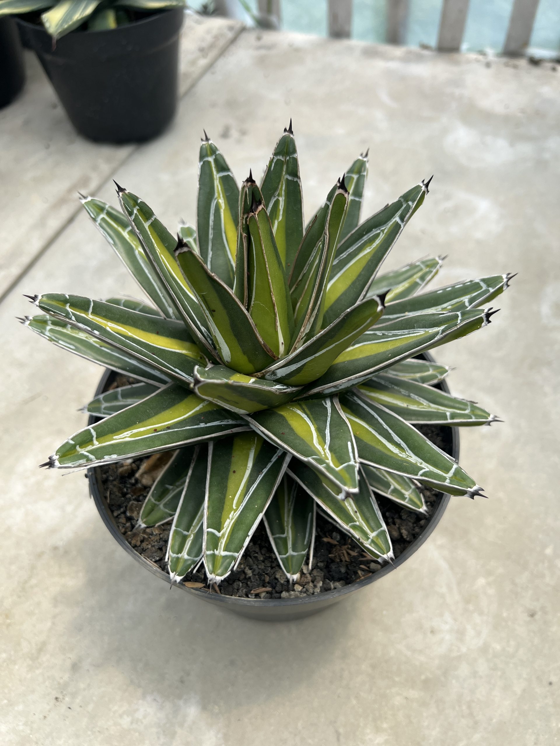 1458. Agave Victoria Giant Mediopicta - Image 2