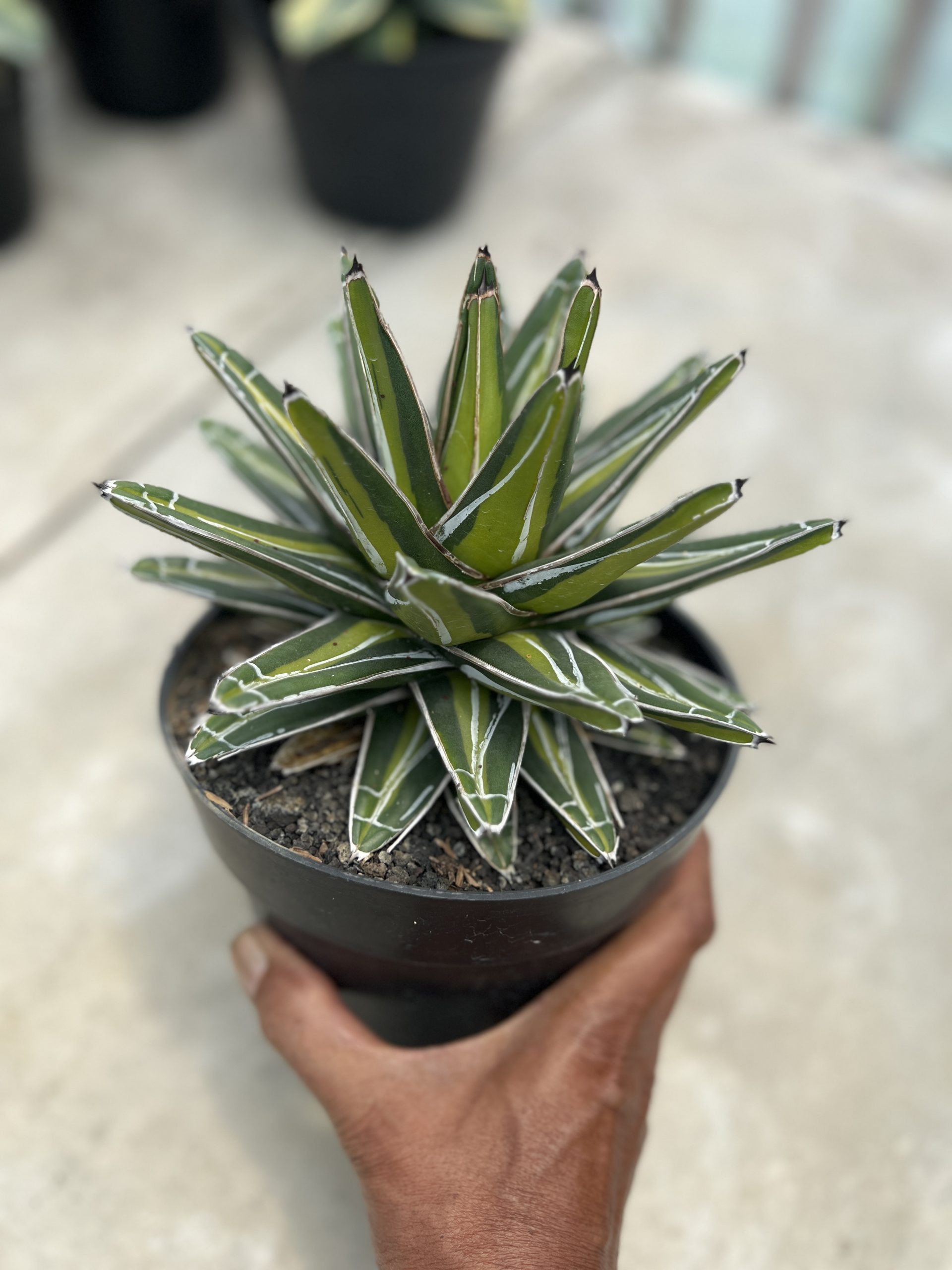 1458. Agave Victoria Giant Mediopicta - Image 3