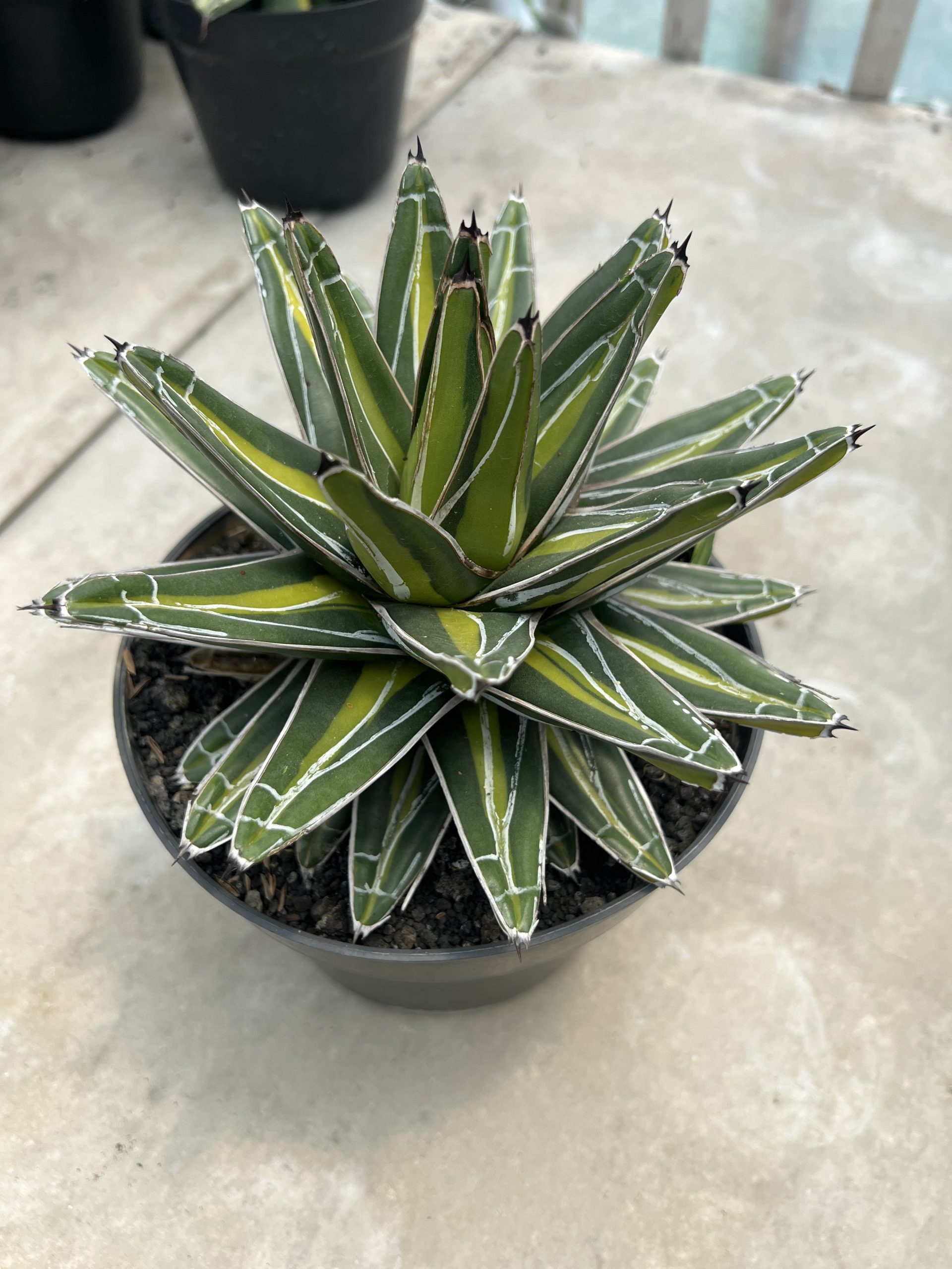 1458. Agave Victoria Giant Mediopicta - Image 4