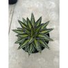 1458. Agave Victoria Giant Mediopicta