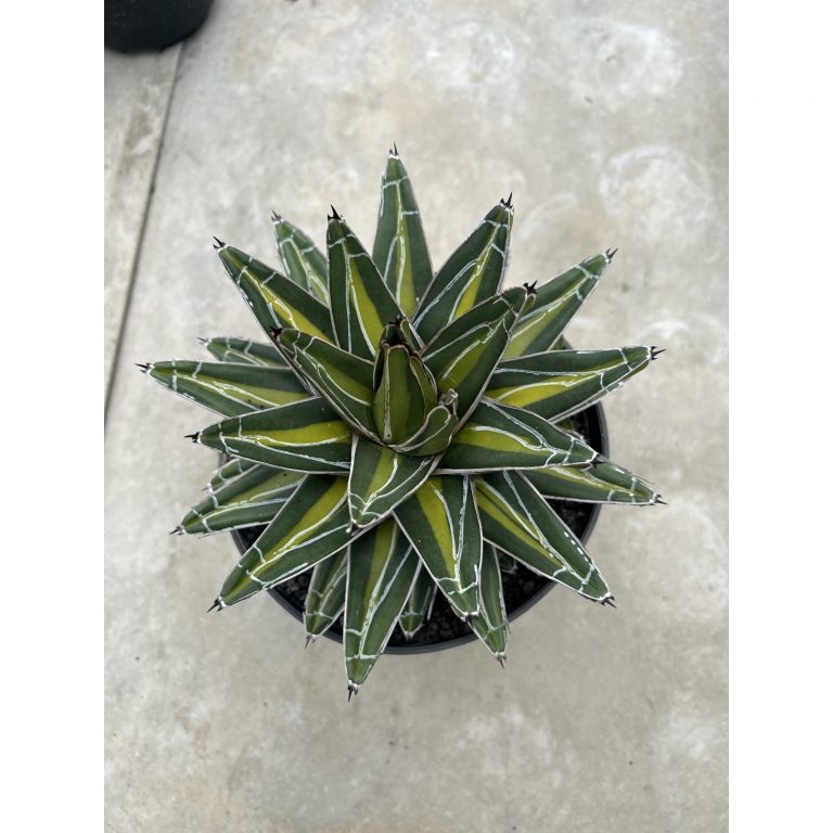 1458. Agave Victoria Giant Mediopicta