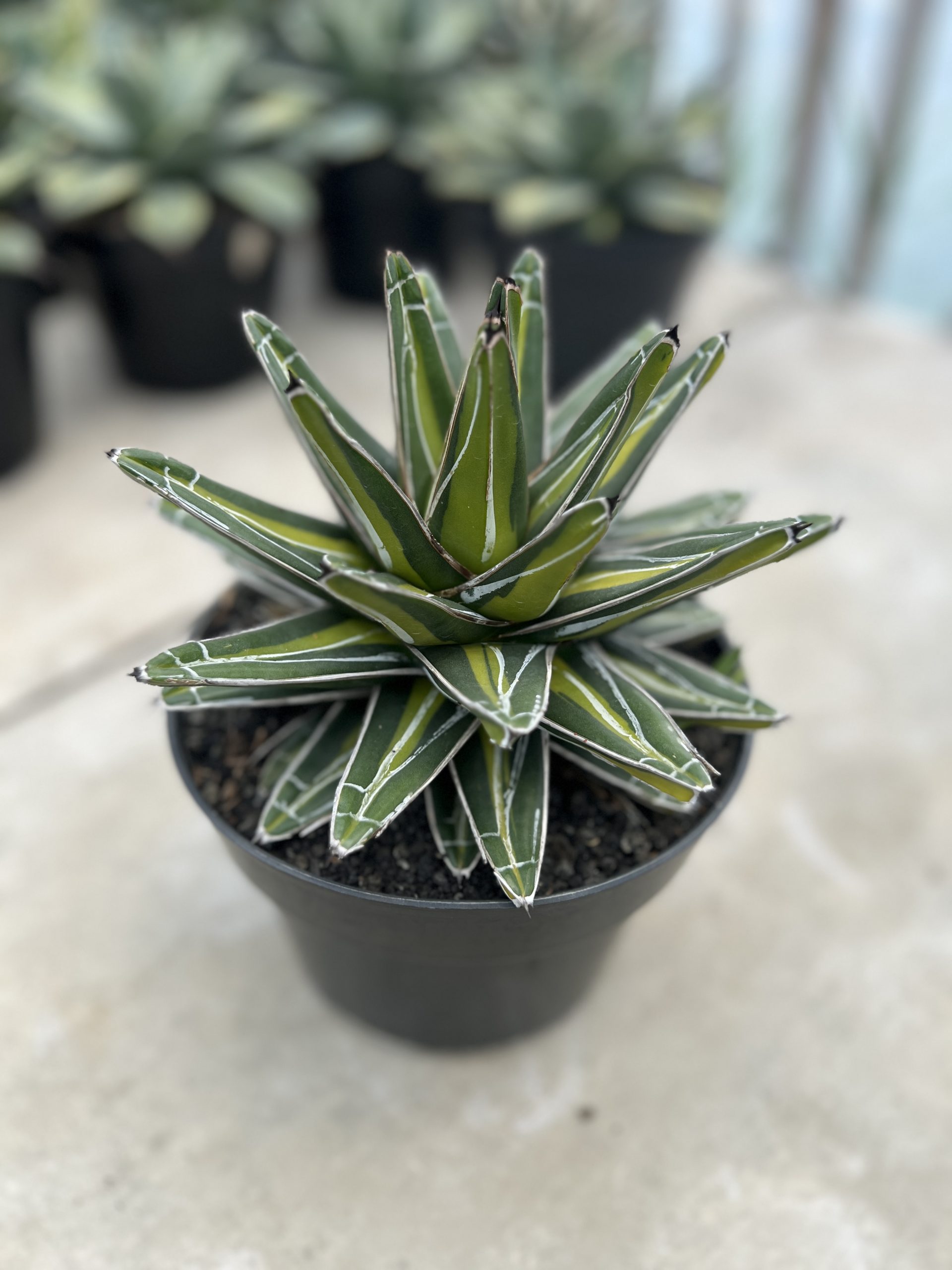 1458. Agave Victoria Giant Mediopicta - Image 5