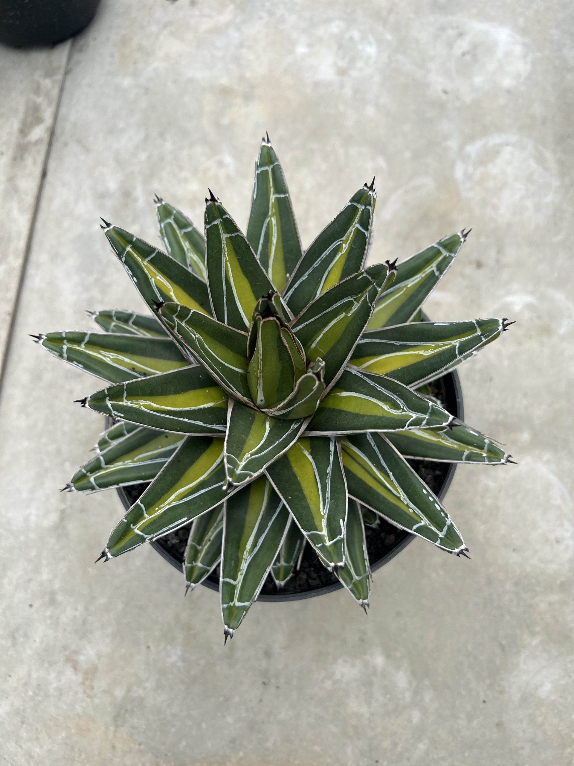 1458. Agave Victoria Giant Mediopicta - Image 6