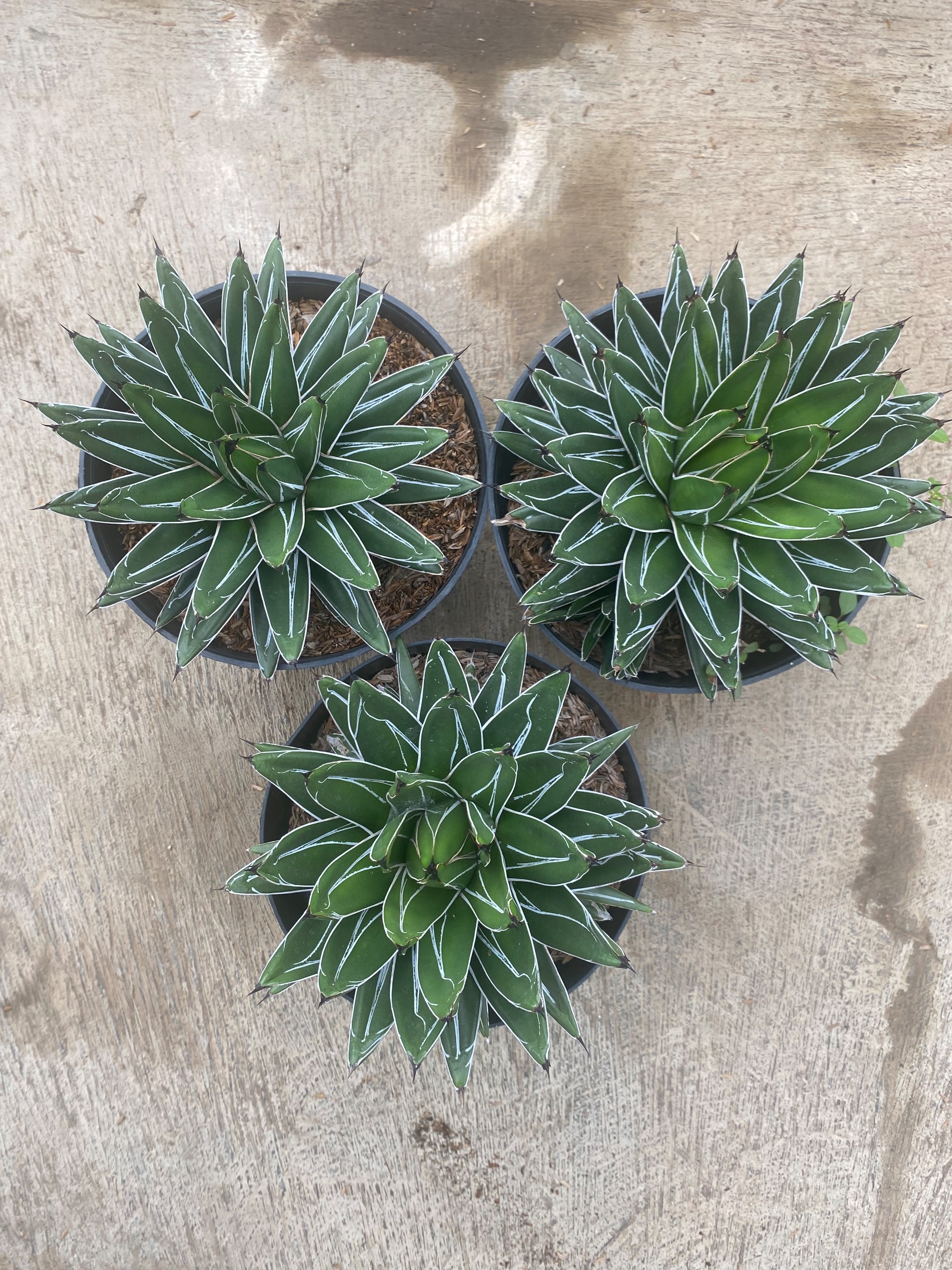 1590. Agave Victoria Reginae Size 20 Cm - Image 2