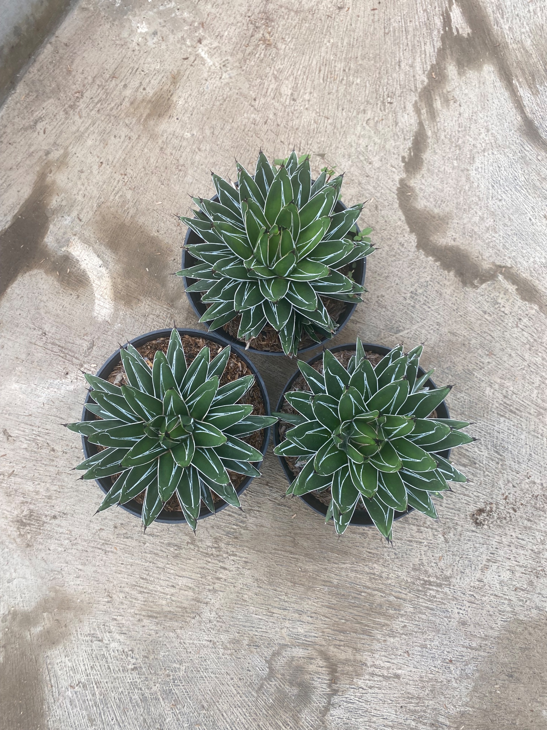 1590. Agave Victoria Reginae Size 20 Cm - Image 3