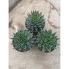1590. Agave Victoria Reginae Size 20 Cm